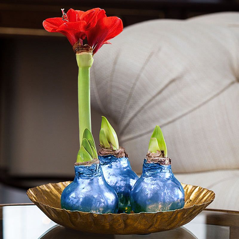Луковица Амариллиса Happy bulb синяя Луковица Амариллиса Happy bulb синяяЛюбимой<br>Луковица синего цвета с настоящими цветами.<br>Размер: 32 см; Объем: None; Материал: None; Цвет: Синий;